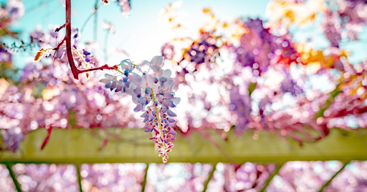 Gardens to Explore in Long Beach | Visit Long Beach