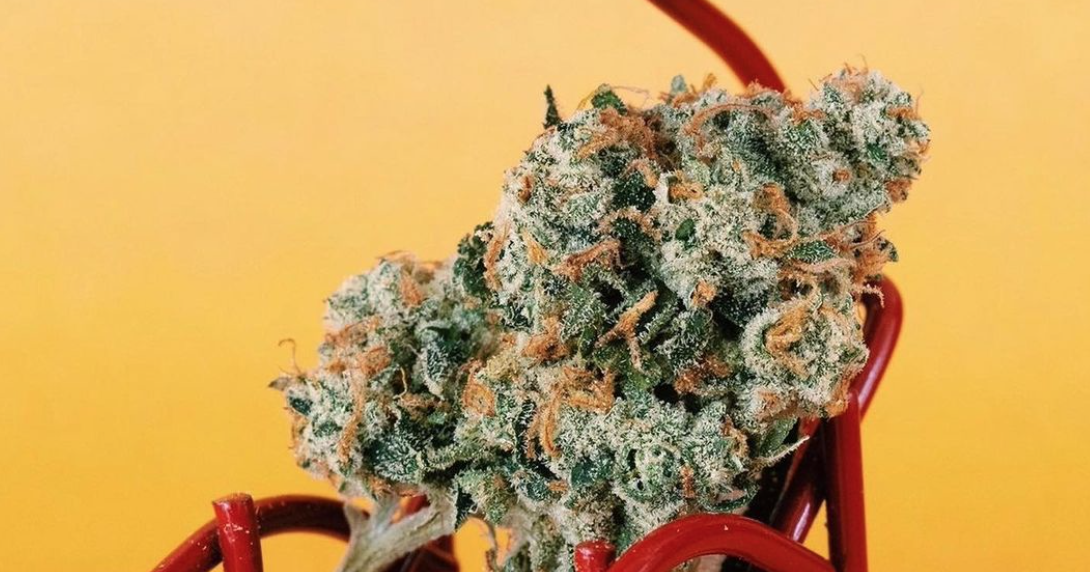 CATALYST CANNABIS Visit Long Beach