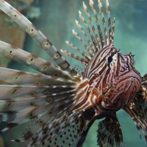 AQUARIUM OF THE PACIFIC